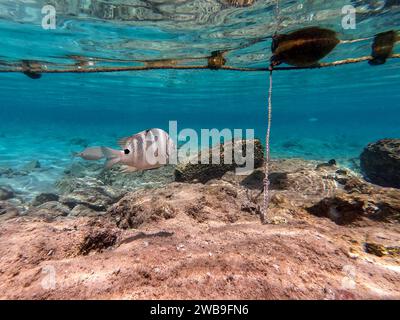 Il dascyllus (Dascyllus trimaculatus) detto damsel domino o semplicemente domino, è una specie di damselfie della famiglia Pomacentridae und Foto Stock