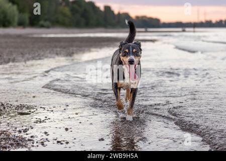 bellissimo cane tricolore che corre sulla spiaggia Foto Stock