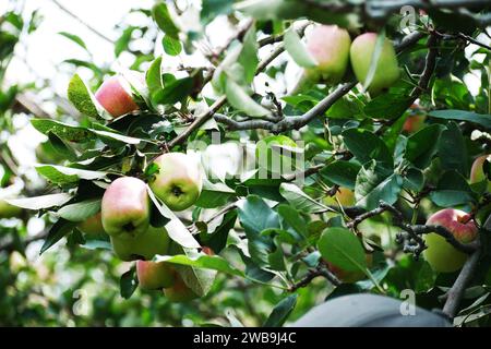 Malang Indonesia mele biologiche appese a un ramo di un albero in un frutteto Foto Stock