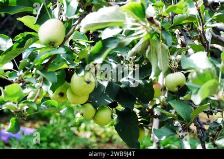 Malang Indonesia mele biologiche appese a un ramo di un albero in un frutteto Foto Stock