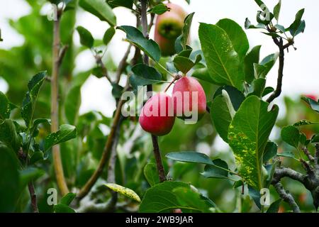 Malang Indonesia mele biologiche appese a un ramo di un albero in un frutteto Foto Stock