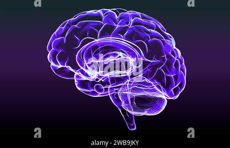 Sezione di un cervello vista in profilo, parti del cervello. Malattie degenerative, Parkinson, sinapsi, neuroni, Alzheimer Anatomia umana, scansione cerebrale Foto Stock