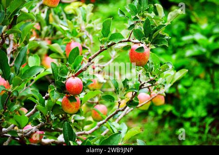 Malang Indonesia mele biologiche appese a un ramo di un albero in un frutteto Foto Stock