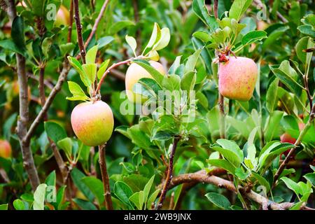 Malang Indonesia mele biologiche appese a un ramo di un albero in un frutteto Foto Stock