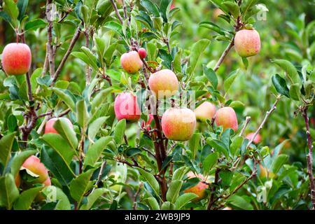 Malang Indonesia mele biologiche appese a un ramo di un albero in un frutteto Foto Stock