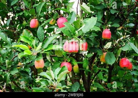 Malang Indonesia mele biologiche appese a un ramo di un albero in un frutteto Foto Stock