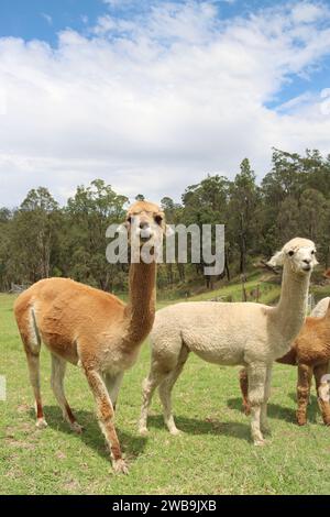 Colpo alla testa di Alpacas in una fattoria in Australia Foto Stock