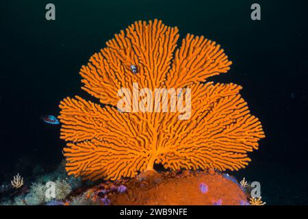 Un grande ventaglio di mare sinuoso arancione brillante (Eunicella tricoronata) che si staglia sullo sfondo scuro sott'acqua Foto Stock