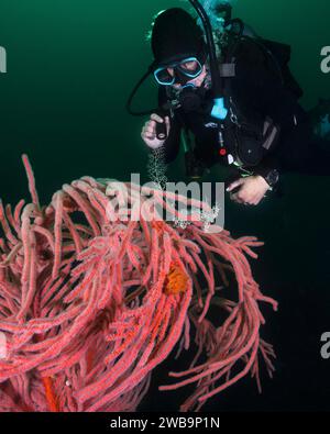 Una subacquea femminile che guarda una Basket Star (Astrocladus euryale) attaccata a un palmate fan del mare (Leptogoria palma) da un primo piano Foto Stock