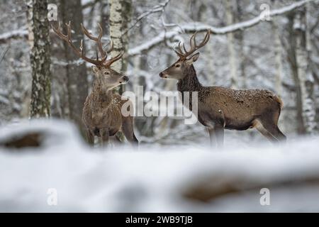 Parigi, Francia. 9 gennaio 2024. Passeggiata di due cervi nella neve nel parco faunistico e forestale di Rambouillet, vicino a Parigi, Francia, 9 gennaio 2024. Crediti: Aurelien Morissard/Xinhua/Alamy Live News Foto Stock