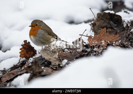 Parigi, Francia. 9 gennaio 2024. Un robin cammina sulla neve nel parco faunistico e forestale di Rambouillet, vicino a Parigi, Francia, 9 gennaio 2024. Crediti: Aurelien Morissard/Xinhua/Alamy Live News Foto Stock