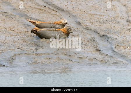 Coppia di foche comuni - Phoca vitulina a Sovereign Harbour, Eastbourne, East Sussex. REGNO UNITO Foto Stock