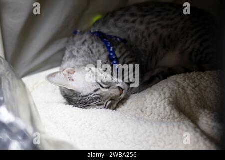 Gatto grigio Mau egiziano che dorme da vicino su una lettiera Foto Stock