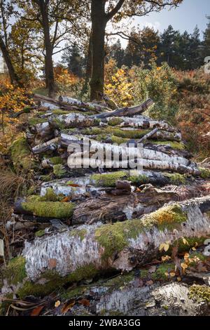 Tronchi di betulla d'argento impilati in boschi autunnali, Newtown Common, vicino Newbury, Berkshire, Inghilterra, Regno Unito, Europa Foto Stock