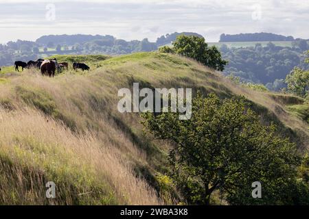 Mucche sui bastioni di Uley Bury, collina dell'età del ferro, Uley, vicino a Dursley, Cotswolds, Gloucestershire, Inghilterra, Regno Unito, Europa Foto Stock