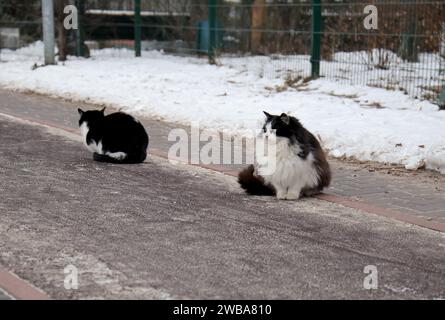 KIEV, UCRAINA - 9 GENNAIO 2024 - due gatti siedono sul marciapiede in inverno, Kiev, capitale dell'Ucraina. Foto Stock