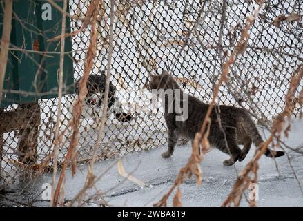 KIEV, UCRAINA - 9 GENNAIO 2024 - due gatti separati da una recinzione si fronteggiano in inverno, Kiev, capitale dell'Ucraina. Foto Stock