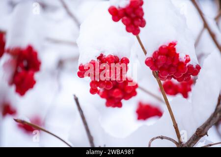 Inverno ghiacciato Viburnum sotto neve, prima neve. Bell'inverno Foto Stock