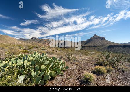 Vista del ranch di Homer Wilson sulle montagne Chisos nel Big Bend NP in Texas con cactus d'India in primo piano Foto Stock