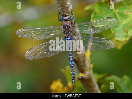 L'Imperatore Dragonfly arroccato sull'albero con le ali aperte. Foto Stock