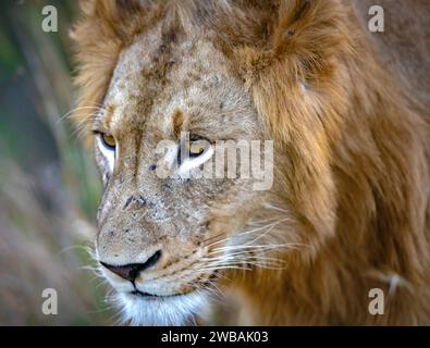 Un primo piano di un maestoso leone nel suo habitat naturale, guardando in lontananza. Foto Stock