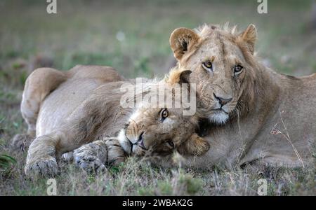 Due maestosi leoni africani che si rilassano nell'erba, entrambi riposano comodamente in uno stato rilassato. Foto Stock