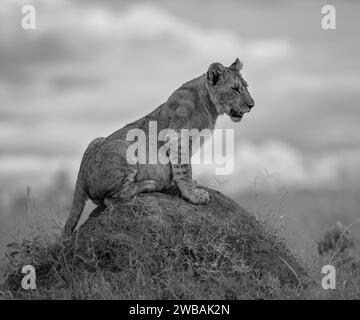 Una scala di grigi di un maestoso leone arroccato sulla cima di un affioramento roccioso in un campo erboso. Foto Stock