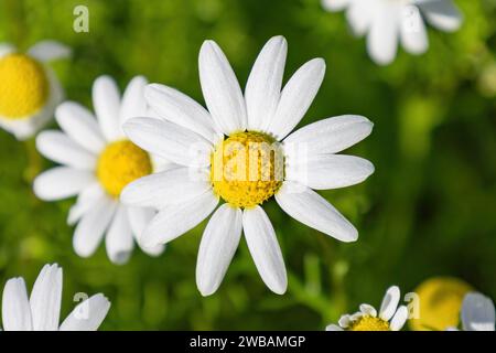 Bella margherita bianca e gialla, Bellis perennis, probabilmente Anthemis maritima, comunemente chiamata Sea mayweed o camomilla marina Foto Stock