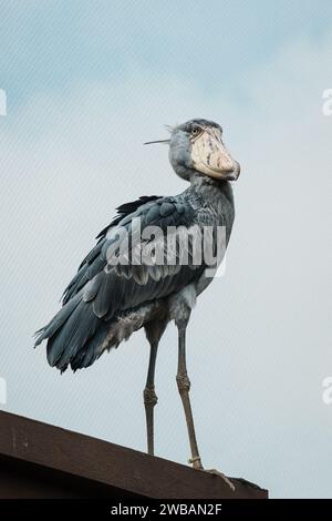 Un primo piano di un manto di scarpe (Balaeniceps rex), noto anche come la cicogna con la testa di balena, e una cicogna con la scarpa che è un grande uccello guado a gambe lunghe Foto Stock