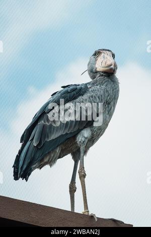 Un primo piano di un manto di scarpe (Balaeniceps rex), noto anche come la cicogna con la testa di balena, e una cicogna con la scarpa che è un grande uccello guado a gambe lunghe Foto Stock