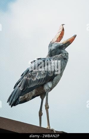 Un primo piano di un manto di scarpe (Balaeniceps rex), noto anche come la cicogna con la testa di balena, e una cicogna con la scarpa che è un grande uccello guado a gambe lunghe Foto Stock