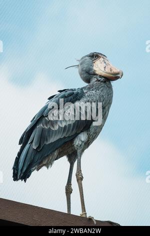 Un primo piano di un manto di scarpe (Balaeniceps rex), noto anche come la cicogna con la testa di balena, e una cicogna con la scarpa che è un grande uccello guado a gambe lunghe Foto Stock