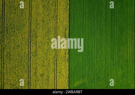 Due campi uno accanto all'altro con colori diversi, visti dall'alto Foto Stock