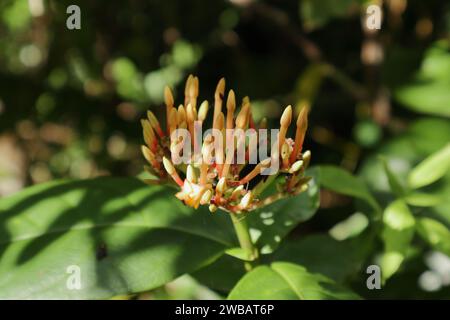 Vista della fiamma della giungla (Ixora coccinea) boccioli di fiori pronti a fiorire in gruppi di fiori, che sono di colore arancione giallastro e hanno esposto al r Foto Stock