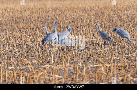 Gru Sandhill che si nutrono nei campi agricoli vicino a Kearney, Nebraska Foto Stock