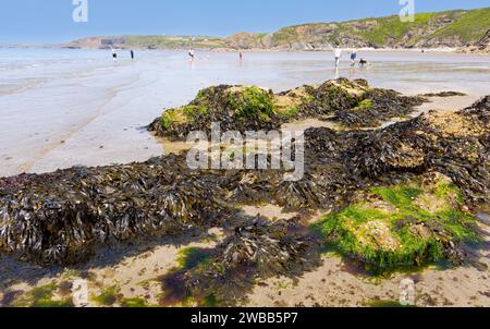 Le erbacce di mare hanno ricoperto le rocce sulla spiaggia di Little Haven con la bassa marea con alghe sulle rocce e persone sulla spiaggia del Galles del Sud Foto Stock