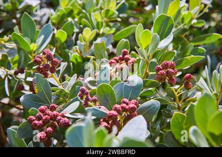 Primi piani di fiori in erba Vibrant Purple sulle foglie di Waxy Green Foto Stock