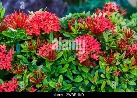 Vibrant Red Ixora Flowers Against Lush Green Foliage Close-up Foto Stock