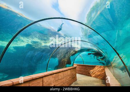 Esperienza nel tunnel sottomarino dell'acquario con pesci tropicali, Nassau Foto Stock