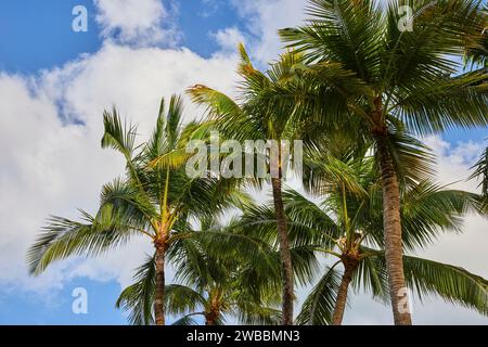 Palme tropicali e Blue Sky, vista Nassau Low Angle Foto Stock