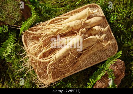 Concetto per pubblicizzare ingredienti naturali con ginseng. Vista dall'alto delle radici di ginseng posizionate su vassoio rettangolare, decorate con pietra marrone e foglie verdi Foto Stock