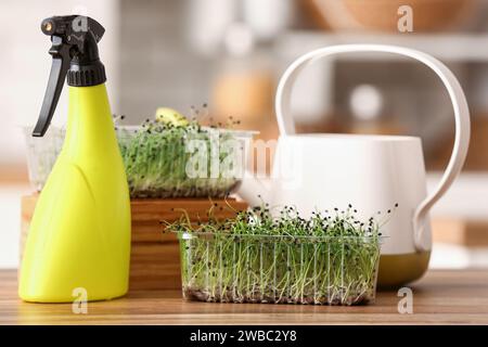 Contenitori in plastica con micro verde e spruzzo d'acqua sul tavolo in cucina Foto Stock