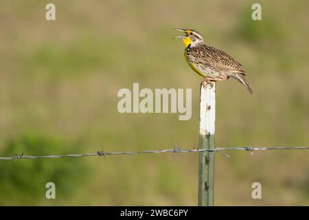 Meadowlark, First Peoples Buffalo Jump State Park, Montana Foto Stock