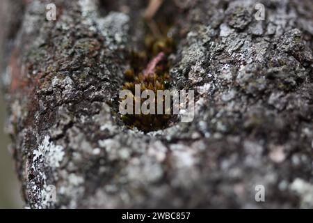 Colpo di macro del muschio Foto Stock
