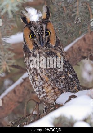 Ritratto di un gufo dalle orecchie lunghe in un abete circondato da rami e neve, Quebec, Canada Foto Stock