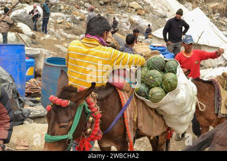 Ortaggi forniti da cavalli e mulo a Kedarnath dopo il disastro. Alcune parti del santuario himalayano di Uttarakhand sono state danneggiate da inondazioni improvvise nel 20 Foto Stock