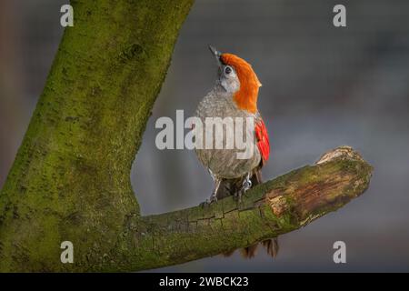 Un ritratto ravvicinato di un mughetto dalla coda rossa, Trochalopteron Mileni. L'uccello in cattività se fotografato su un tronco di albero. C'è spazio per il testo Foto Stock