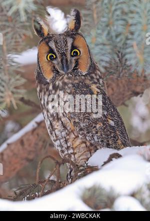 Ritratto di un gufo dalle orecchie lunghe in un abete circondato da rami e neve, Quebec, Canada Foto Stock