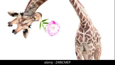 Testa di giraffa capovolta. Curiosa giraffa gute con sbirciate di fiori dall'alto. Idea regalo per te. Divertente giraffa con un fiore nel suo mou Foto Stock