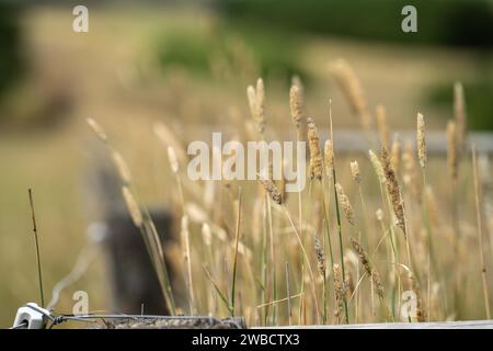 isolante in porcellana per recinzione elettrica su un palo di recinzione in legno in una fattoria in australia Foto Stock